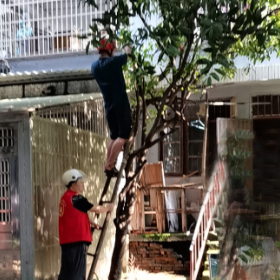铁路社区：干群合力 修剪树枝“解民忧”