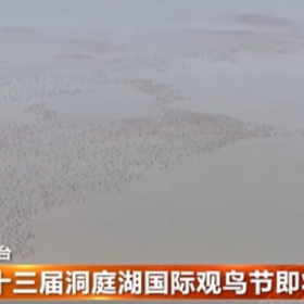 第十三届洞庭湖国际观鸟节即将举行
