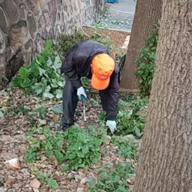 芋头田社区开展杂草清理行动 焕新小区环境提升居民幸福感