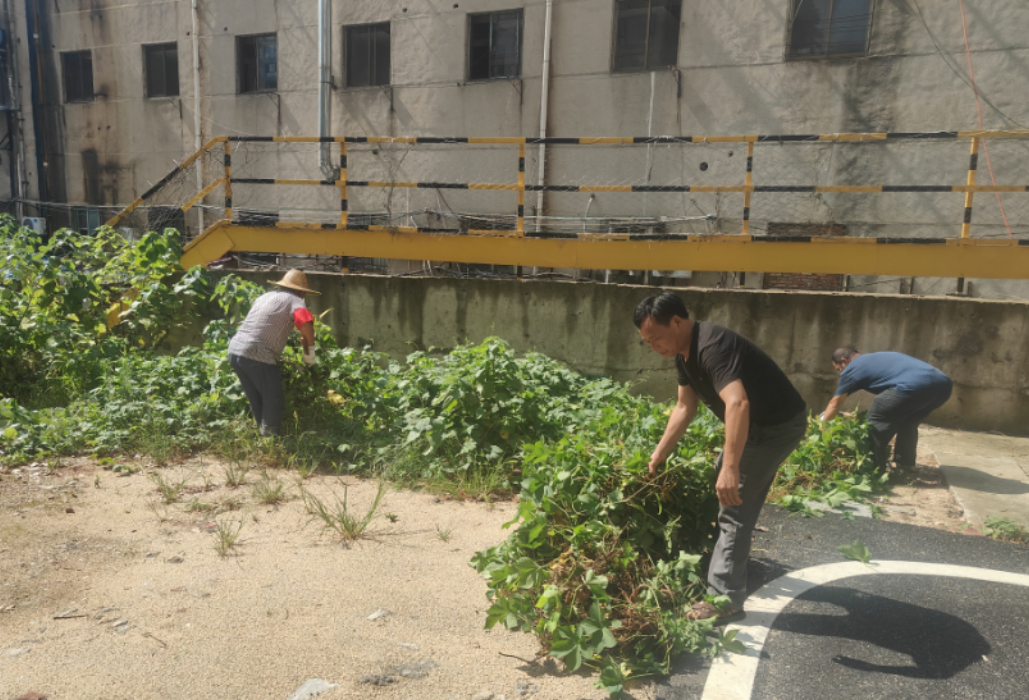 酷暑除草换新颜 街道社区齐行动