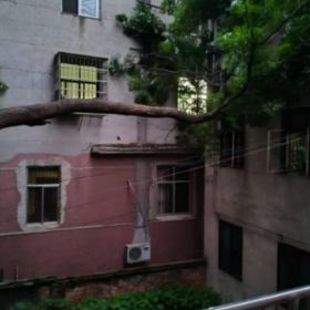 康岳社区：树木倒塌存隐患 快速处置获点赞