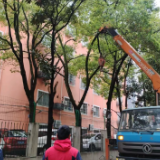 我为群众办实事 树枝遮阳有隐患 社区为树“理理发”——站前路街道德胜社区