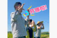 岳阳楼区康王乡早稻开镰收割