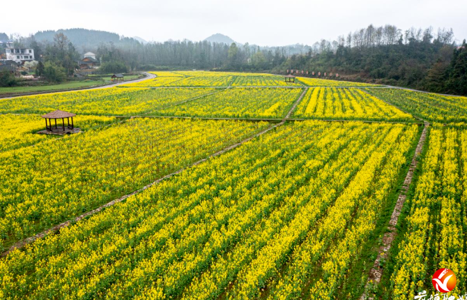 看油菜花，花垣镇这几个地方一定要去