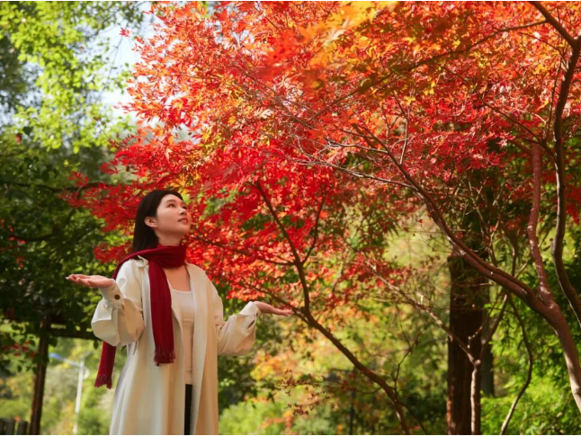 可惜你不听《枫》，不知道醴陵这片枫林到底有多美！