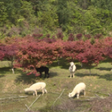 春色醴陵（18）：枫叶映红四月天