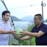 90多亩西瓜地即将进水，干群冒雨抢摘6000余斤