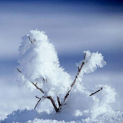 醴陵这周会下雪吗？这里告诉你……