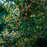 为什么路边的桂花你不能采?