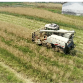 “稻油轮作”好模式，明月镇2万余亩油菜收割忙
