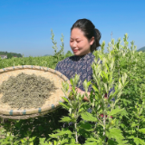 “别人都笑我痴，可我一辈子只想做这件事”