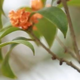 【健康与生活】满城飘起桂花香 随意采食有隐患