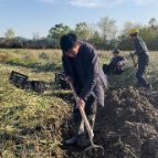 【走在乡村振兴大道上】香甜嘎嘣脆！转步口村150亩马蹄喜获丰收