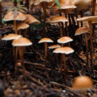 【 健康与生活】预防野生蘑菇中毒，这些知识你该知道！