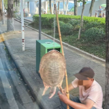 醴陵街头现贩卖“野生鳖”，不能吃！放生危害更大！