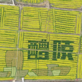 不是婺源，这里的16000亩油菜花更出片🦋🦋🦋