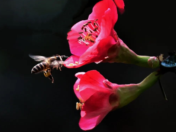 醴陵的春天，正在解开“压缩苞”