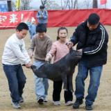 陶瓷产值超800亿的瓷都，为什么要陪年轻人“抓猪捡瓷器”？