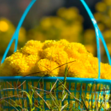 嘿，一起“采菊东篱”，就在这→