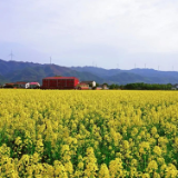 春日限定🦋！ 3月18日，明月邀你来赏花