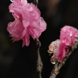 组图丨“冰冻梅花”现身醴陵，即将消失！