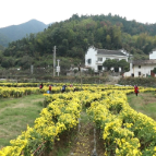 【走在乡村振兴大道上】11月21日开市！枫林镇打造“皇菊集市”文旅品牌