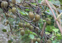 走在乡村振兴大道上 最是秋日好“丰”景 官庄特色产业激活乡村活力