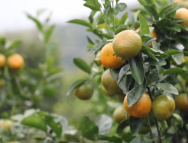 【走在乡村振兴大道上】 冬日丰收在望 枫林橘香满园 