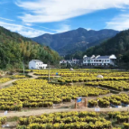 【走在乡村振兴大道上】枫林镇皇菊集市开市