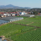 【走在乡村振兴大道上】一年四季有产出 农民四季有收入：王仙镇香水农庄冬季采收正当时