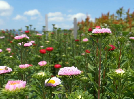 【健康与生活 】南方花粉季提前开启 这份“防敏”指南请收好