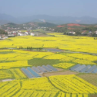 【新时代文明实践在醴陵】80余人义务清扫 汪家垅村“净”候宾朋赏油菜花海