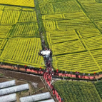 【走在乡村振兴大道上】以花为媒！明月镇油菜花季农文旅主题活动启幕