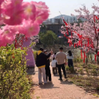 【走在乡村振兴大道上】醴陵沩山镇樱花盛放 亲子踏青乐享周末