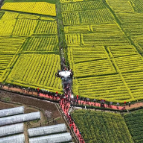 【走在乡村振兴大道上】游客超10万人次 ，明月镇油菜花季文旅活动激活乡村旅游“金色经济”