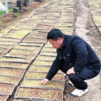 【人勤春来早】枫林镇：阴雨不误农时 大棚育秧保丰收