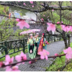 【走在乡村振兴大道上】船湾镇：最美桃花赏春季 汉服翩跹迎客来