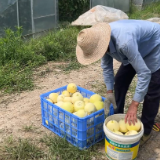 【走在乡村振兴大道上】明月镇：特色种植拓宽致富路 瓜果飘香采收忙
