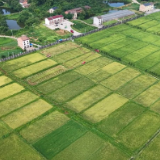 【走在乡村振兴大道上】孙家湾镇：全程机械化护航 “双抢”跑出加速度