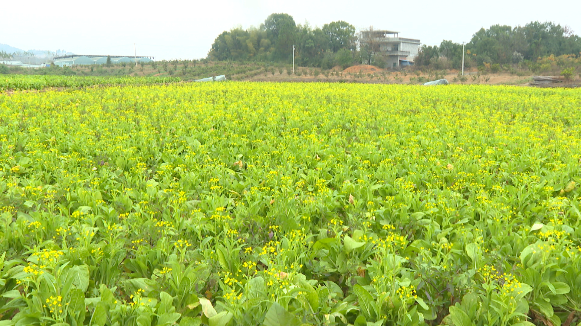 蔬菜5.bmp 蔬菜5.bmp