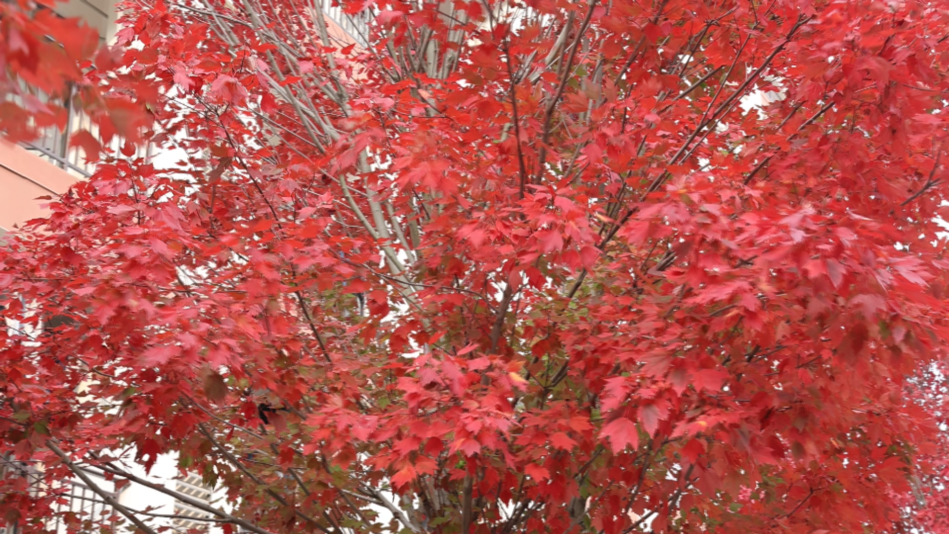 枫叶-2.bmp 枫叶-2.bmp