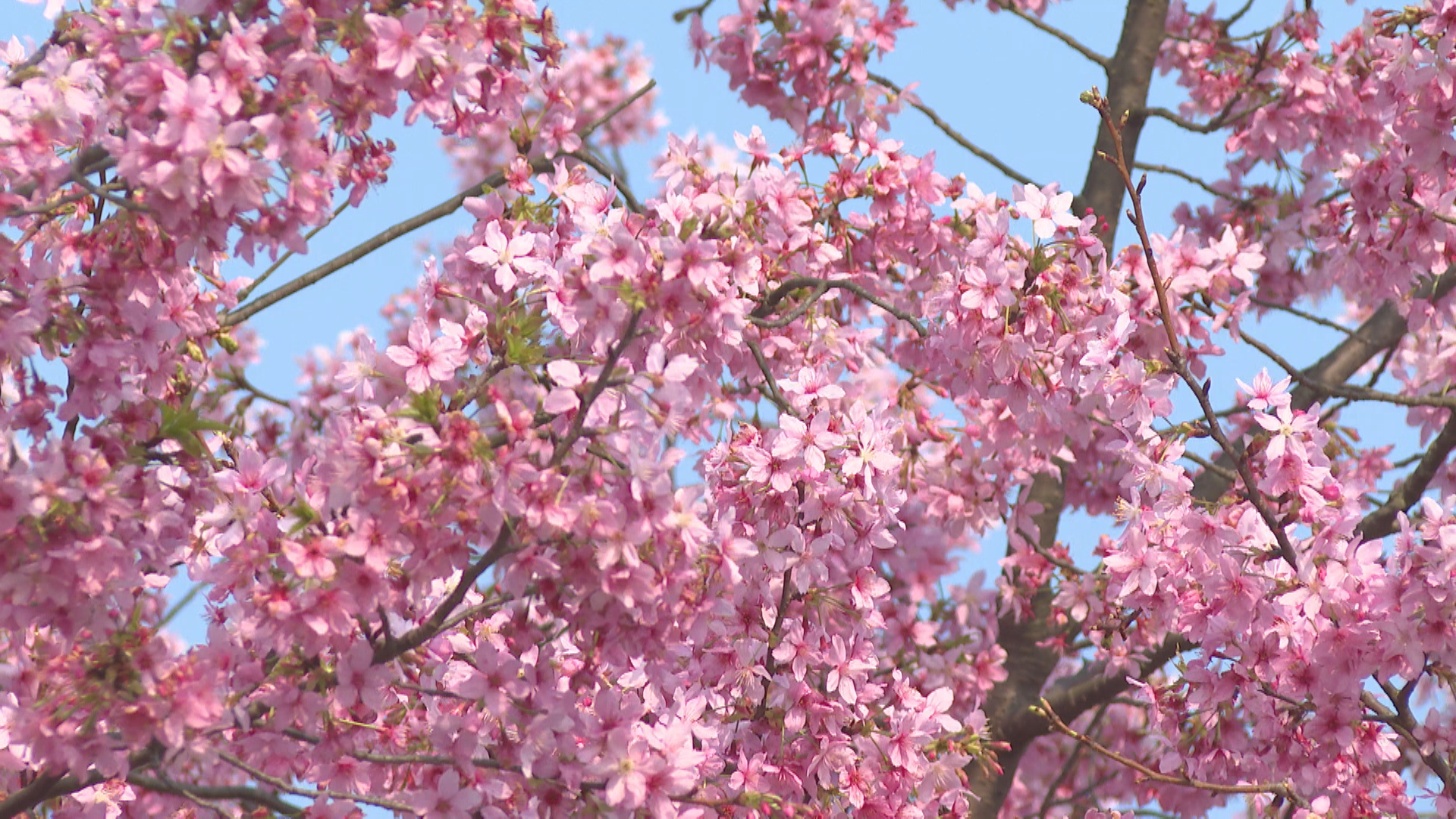 唐家山樱花-1.bmp 唐家山樱花-1.bmp
