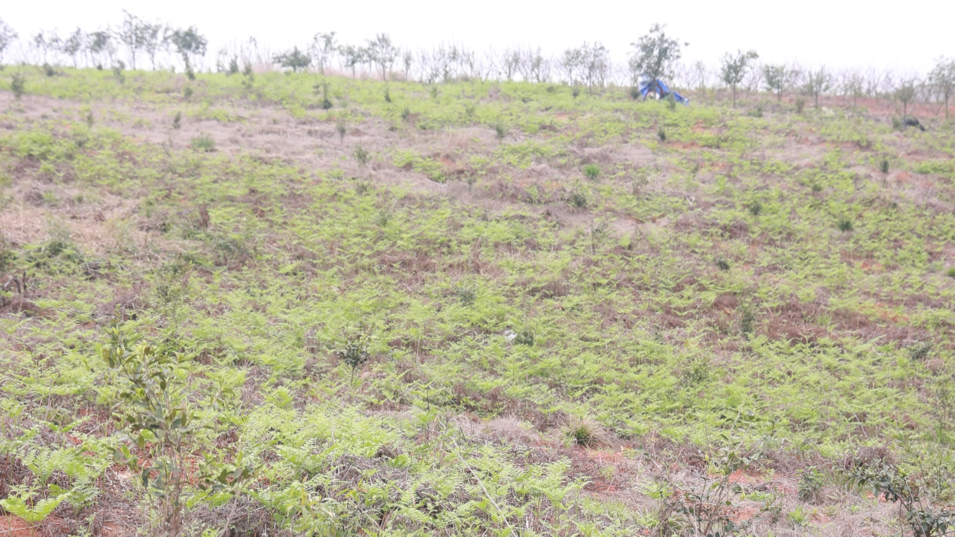 野菜-1.bmp 野菜-1.bmp