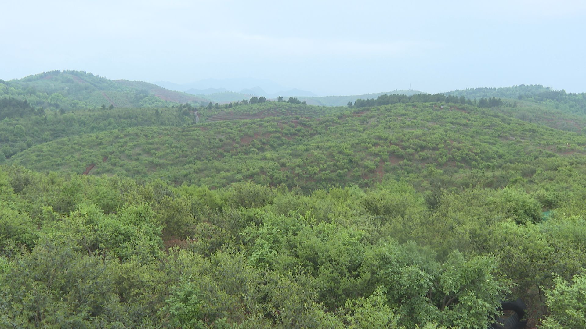 油茶林下套种-1.jpg