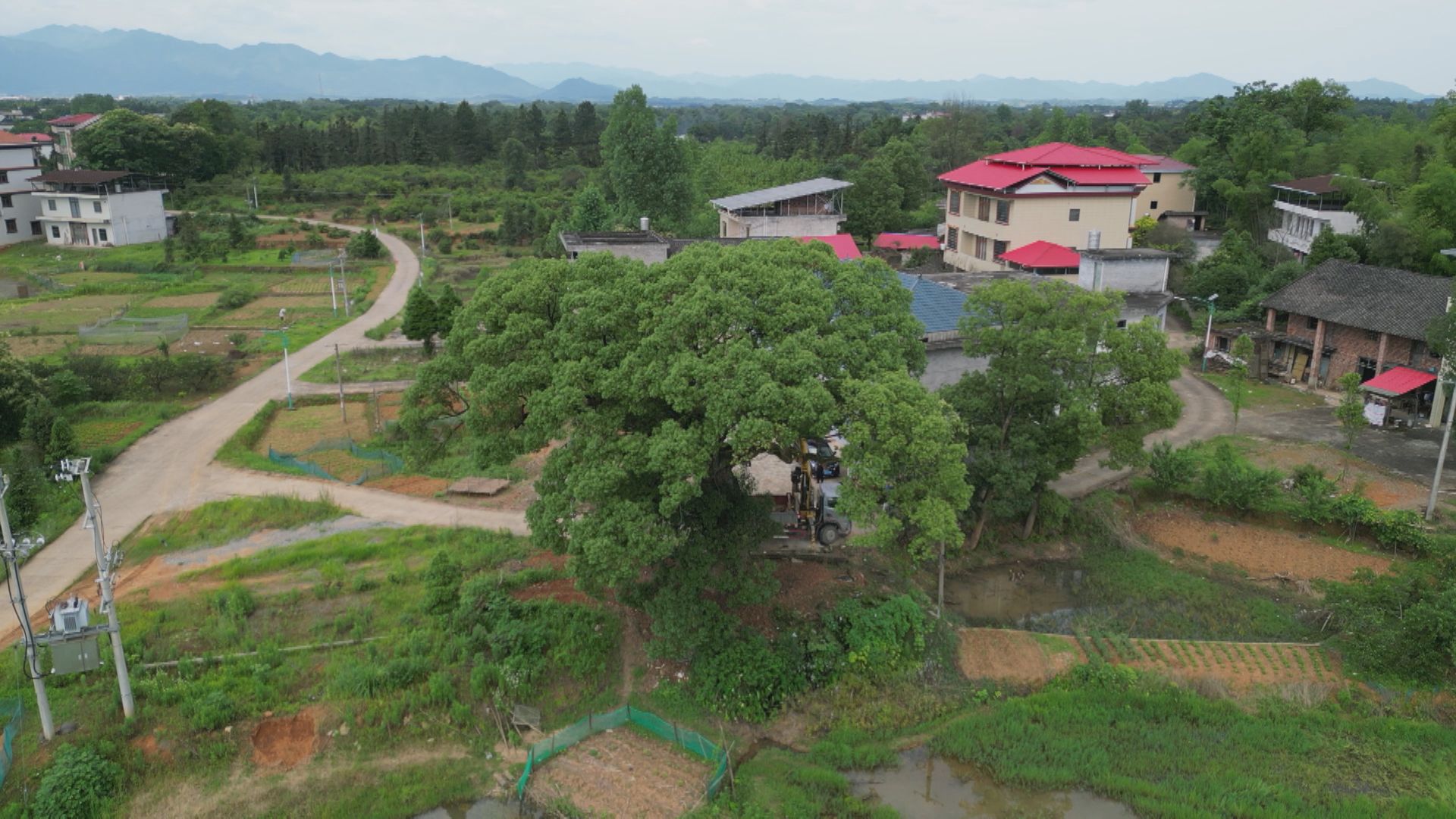 抢救古树-1.jpg