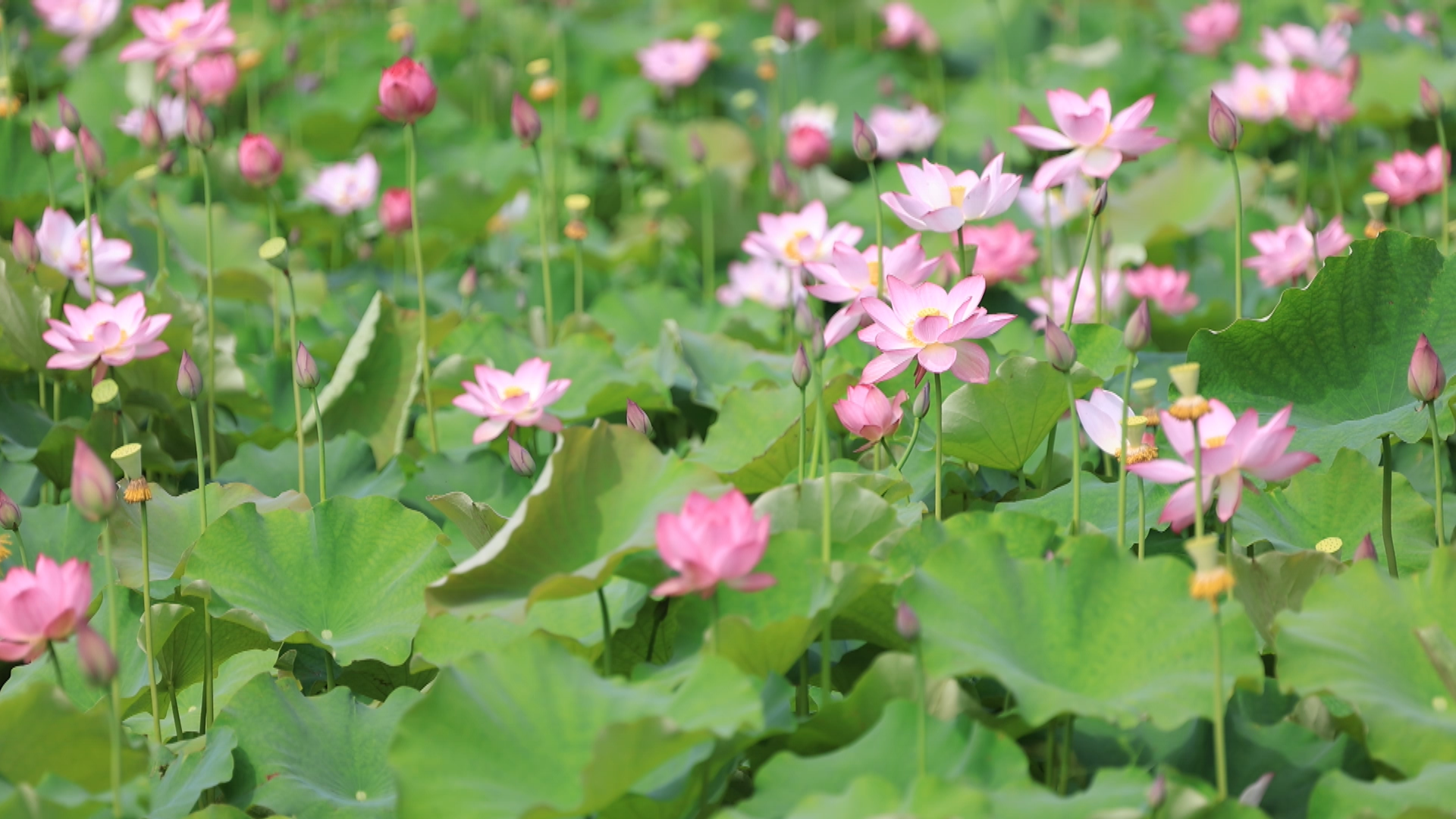 荷花-1.bmp 荷花-1.bmp