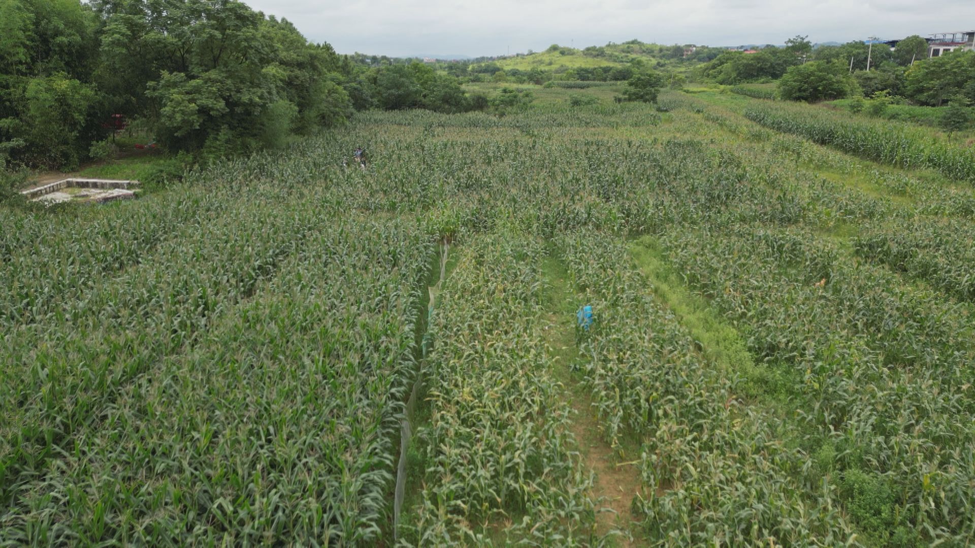 玉米-2.jpg