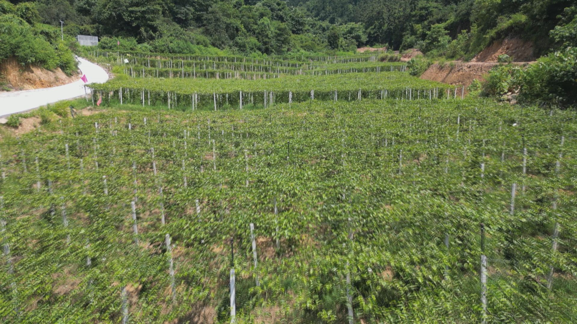 百香果-1.jpg 百香果-1.jpg