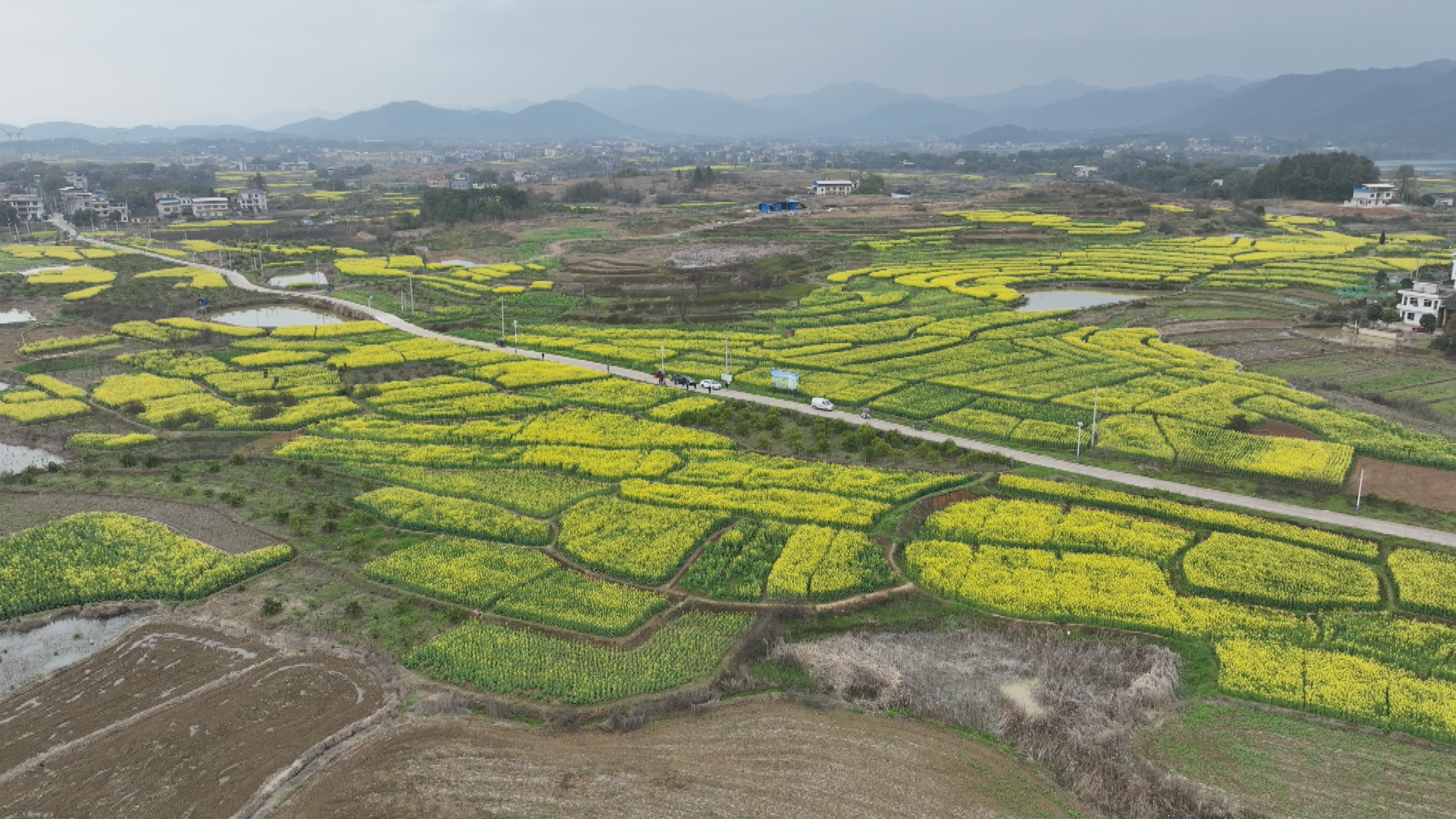 七里桥油菜花-1.bmp 七里桥油菜花-1.bmp