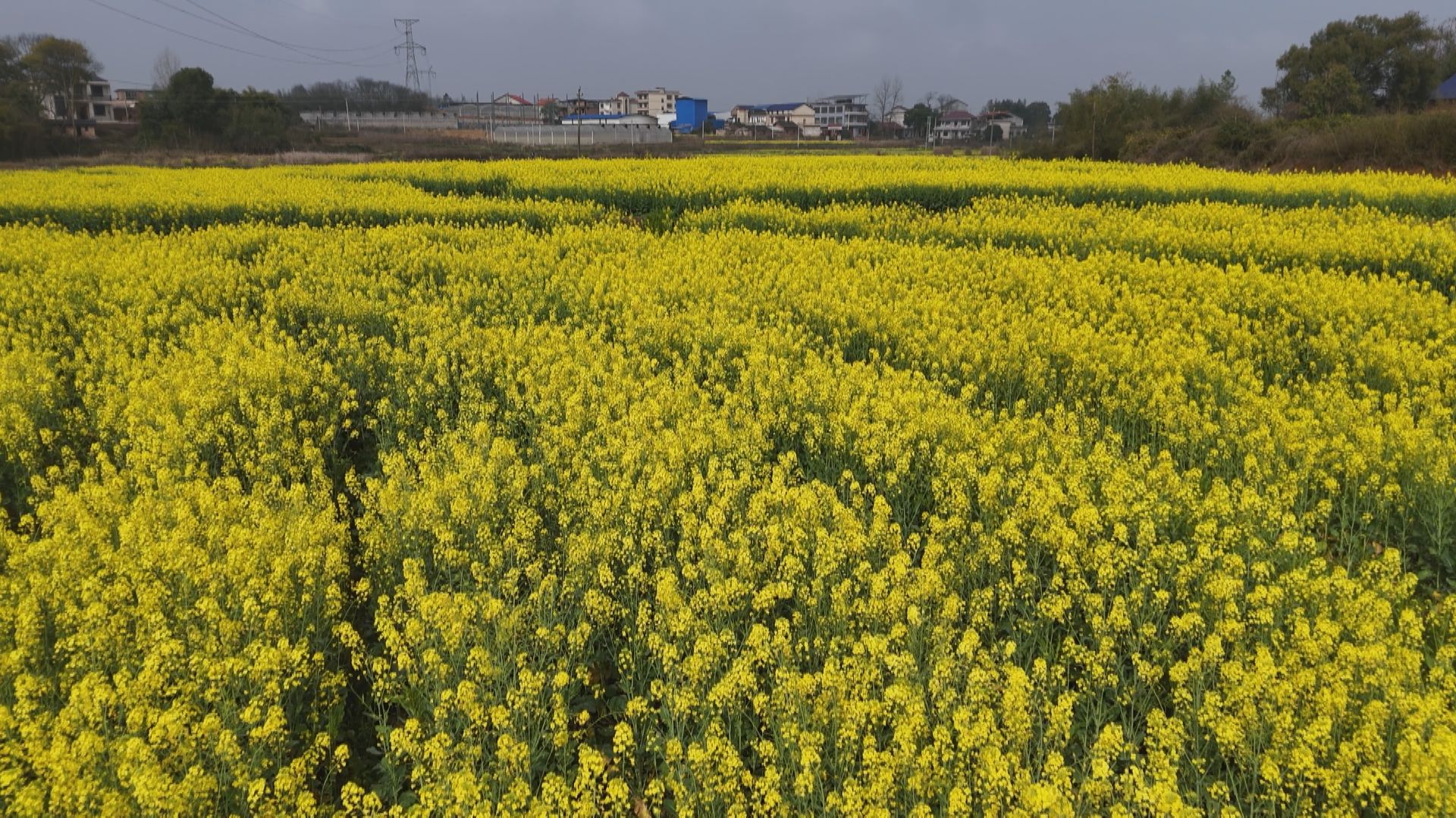 三口塘油菜1.jpg 三口塘油菜1.jpg